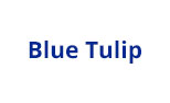 Blue Tulip